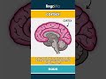 cortex - the outer layer of the brai... video thumbnail