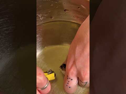 A Trimming for Eddie’s Teeth our Amazon Puffer (Colomesus asellus) 5-13-22