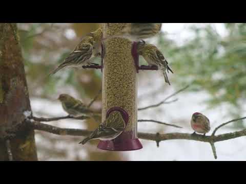 Common Redpolls, April 8, 2021, Anchorage