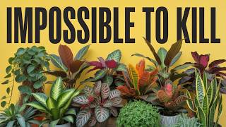 TOP 15 "HARD TO KILL" HOUSEPLANTS | LOW MAINTENANCE | Beginner's Indoor Plants