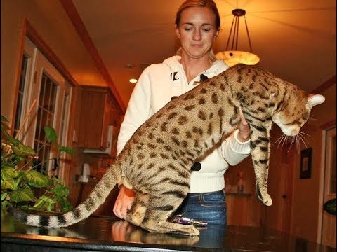 Savannah Cat - What Generation Is Right For You? Savannah Cat