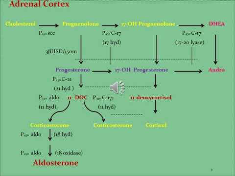 #Steroidal Hormones-3-MS