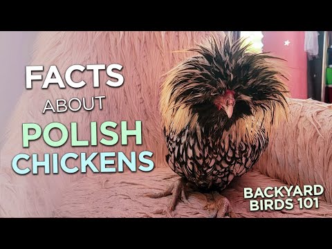 Polish Chicken — breed facts 101