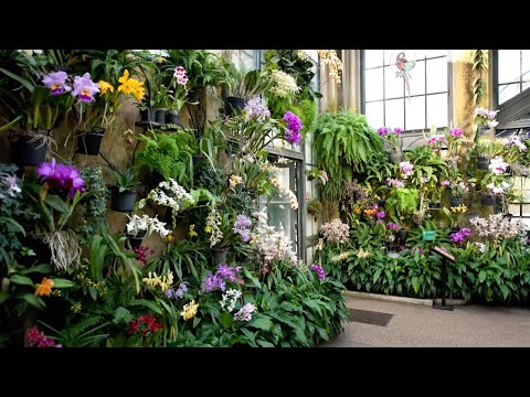 History of the Longwood Orchid Collection