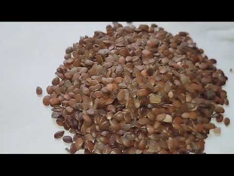 Subabool Seed (Leucaena leucocephala)