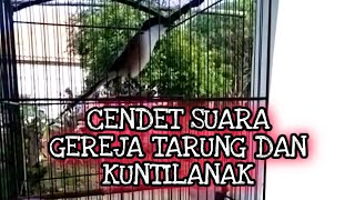 Download lagu Cendet suara gereja tarung dan Kunti gacor power keras_ @sultanakbar mp3