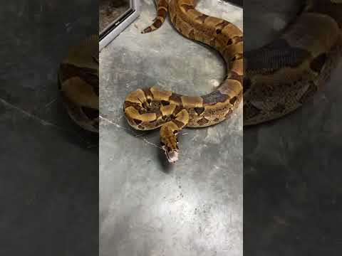 Giant Boa found in Florida! #shorts