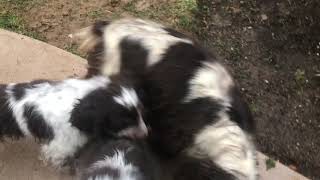 Video preview image #1 Cocker Spaniel Puppy For Sale in EDEN, PA, USA