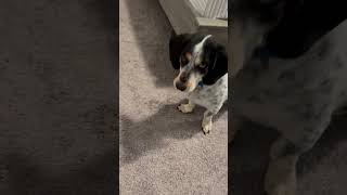 Video preview image #1 Bagle Hound Puppy For Sale in Carrollton, TX, USA