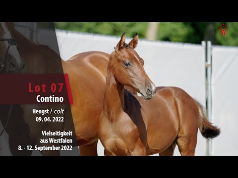 Online-Auktion Lot 07 Contino Hengst v. Contendro I - Valentino