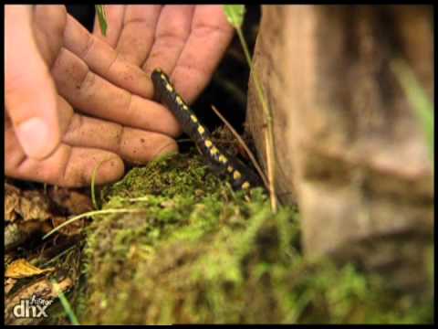 Zoboomafoo 107 - Les animaux visqueux