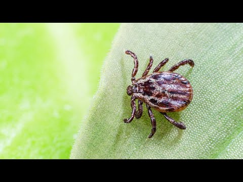 Nature's molecular arsenal | Prof Richard Payne FAA – New Fellows 2023