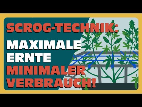 Screen of Green: Wie du dein Cannabis optimal trainierst und höhere Erträge erzielst