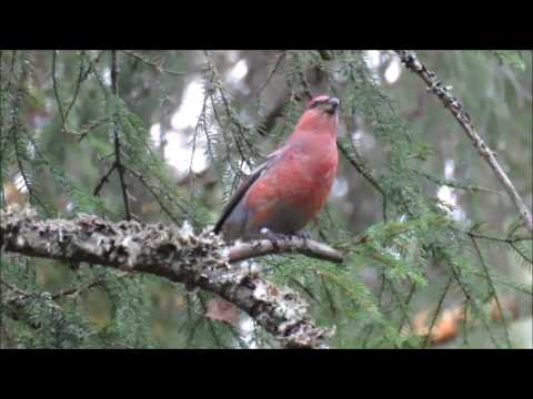 Pine Grosbeak Oslo 28 Nov 2016