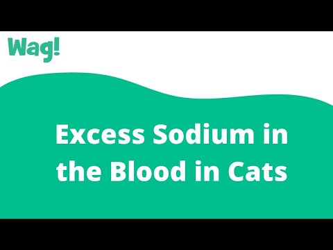 Excess Sodium in the Blood in Cats | Wag!