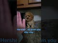 Cavapoo dogs for sale: Hershey - Video 3