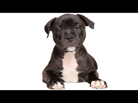 Staffy Puppies 101: Everything You Need to Know