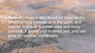 Icelandic Moss Information & Benefits (Natural Health)