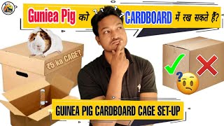 Guinea Pig Cage Set-up In Cardboard. गिनी पिग को गत्ते के डिब्बे में कैसे पलते है?