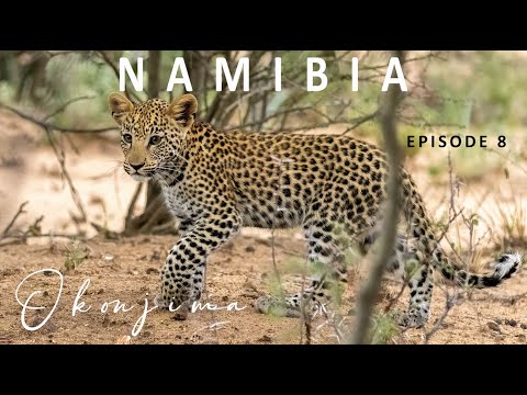 NAMIBIA 2024 | EXPECT THE UNEXPECTED | FINAL EPISODE (8) | OKONJIMA NATURE RESERVE