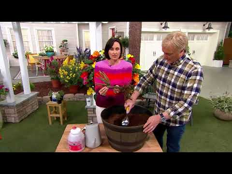 Cottage Farms 1-Piece Maria Stern Rose Live Plant on QVC
