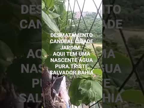 DESMATAMENTO CANDEAL CIDADE JARDIM..AQUI TEM UMA NASCENTE ÁGUA PURA..TRISTE SALVADOR.BAHIA