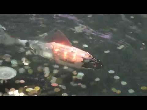 160826 Seoul 103 Korea  　Mechanical Fish  at the Inch-ion  Airport