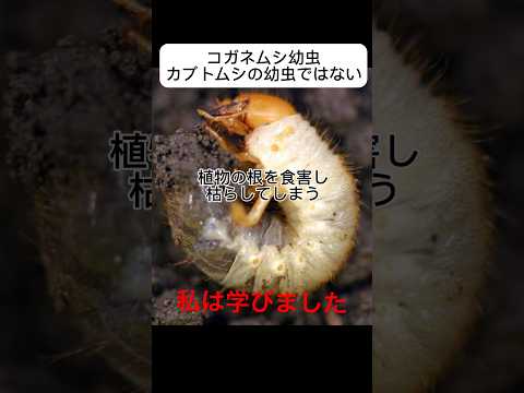 カブトムシとコガネムシの幼虫の見分け方は？両者の 5 つの違い + 写真とビデオ  庭園