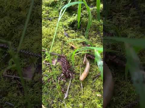 Haida Gwaii Bear 海达岛的熊