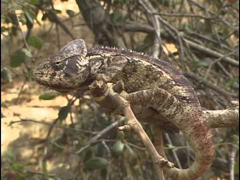 The Chameleons Of Madagascar