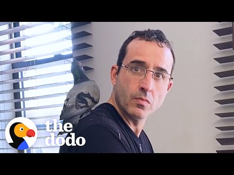 Gerettete Taube verliebt sich Hals über Kopf in den Freund ihrer Mutter | The Dodo