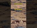 Honey badger vs 10 wild dogs 😲😲