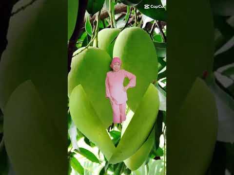 #greenmango @mzbchannel2856