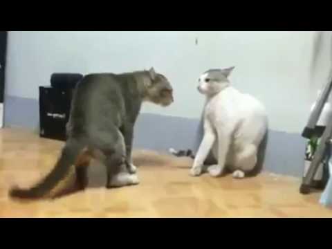Clash of cats