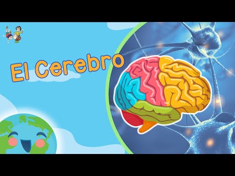 El Cerebro para Niños (Videos Educativos para Niños)