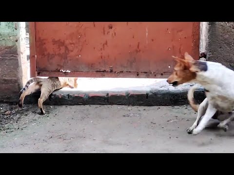 dogs chasing cats funny video   NITHYA TV