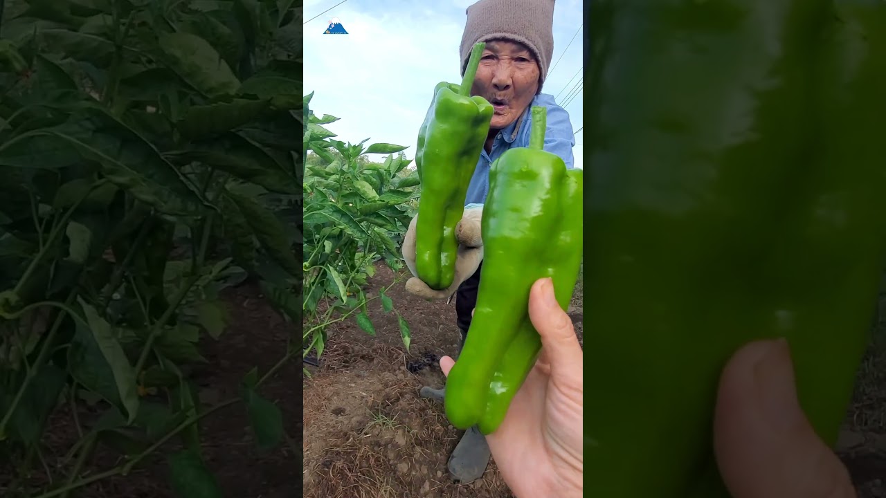 พริกใหญ่มาก เม็ดเดียวกินได้ทั้งบ้าน #garden #ชนบทญี่ปุ่น #ทำสวน #เก็บผัก