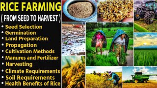 Rice Farming From Seed To Harvest | Rice/Paddy Cultivation Documentary - How Rice is Made