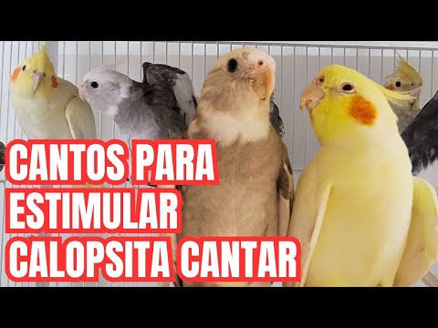 3 HORAS de Canto de Calopsita para Estimular Sua CALOPSITA. Várias Calopsitas Cantando e assobiando.