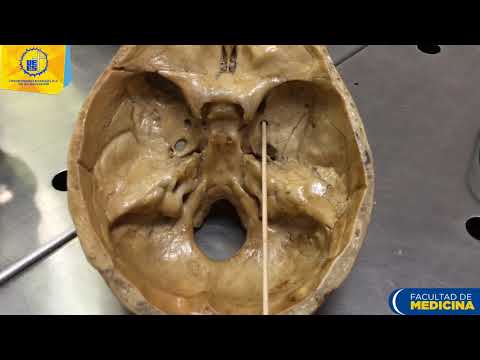 Agujeros de la base del cráneo - Dr. Ernesto Hurtado
