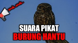 Download lagu Suara pikat burung hantu||auto datang nyari bunyinya...||kacer43 mp3 Download lagu Suara pikat burung hantu||auto datang nyari bunyinya...||kacer43 mp3