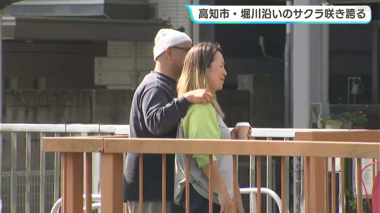 高知市・堀川沿いのサクラ咲き誇る　今週になり開花が進む