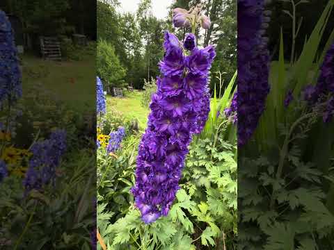 Exploring Delphinium in the Cottage Garden Episode