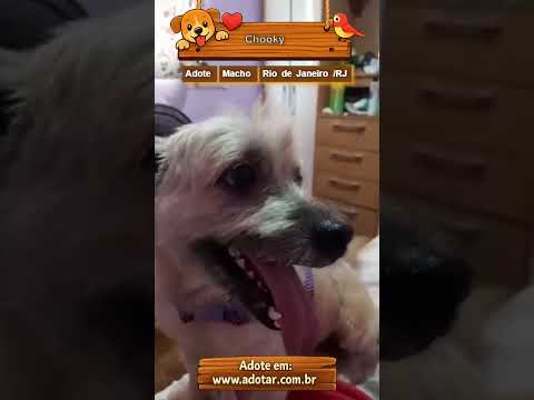 Vídeo de Chooky