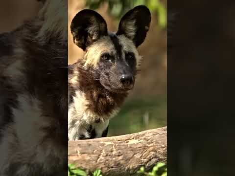 Healing the helpless through Vantara. #SaveOurSpecies #AnantDadaEra #AnantAmbani