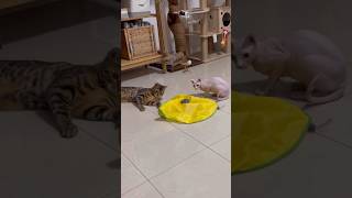 うちの猫たちに1番人気のおもちゃ【スフィンクス ベンガル猫】
