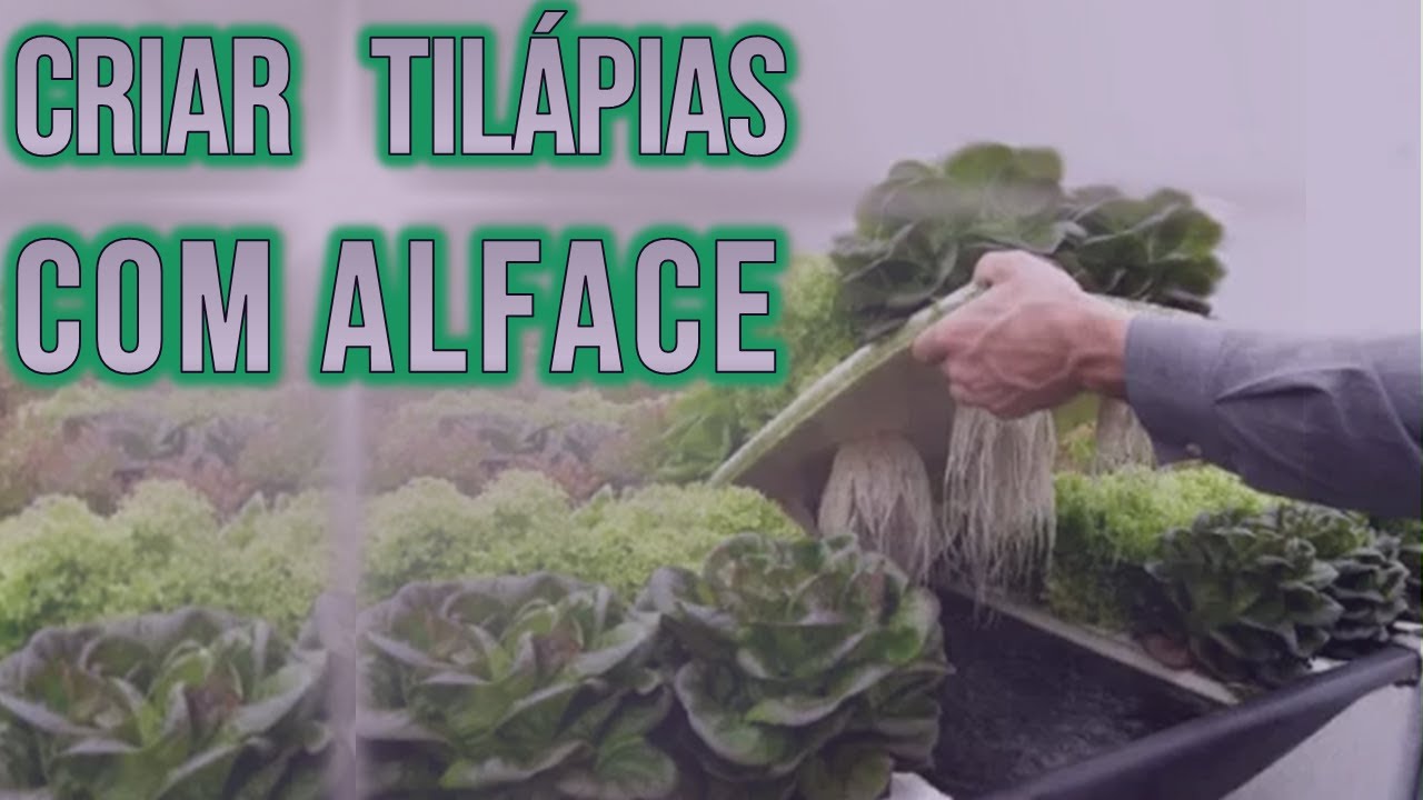 Como criar Tilapia com Alface organica em casa