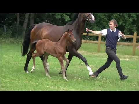 Stutfohlen von Franco Nero