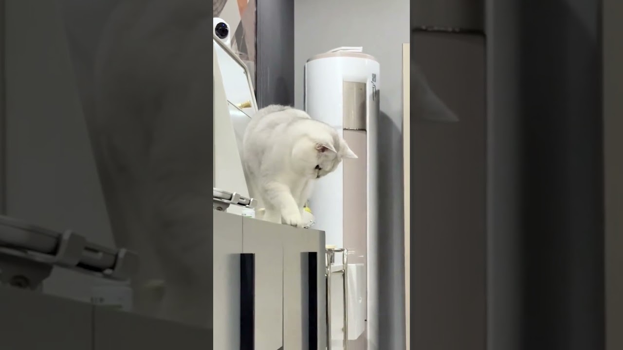 Cats are silly jerks 😂 | Funny cats, dogs and animals ep46 #cat #funny #shorts