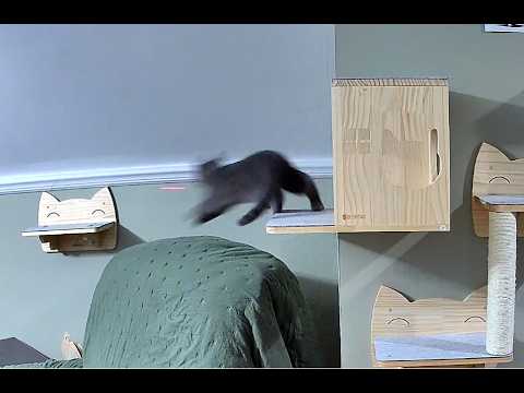 Henry's First Laser Mouse!